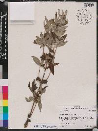 Pycnanthemum albescens image