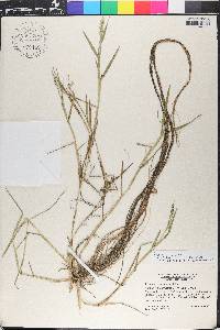 Panicum repens image