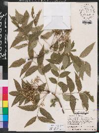 Zanthoxylum clava-herculis image