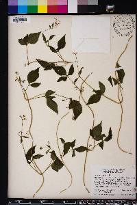 Valeriana scandens image