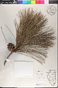 Pinus resinosa image