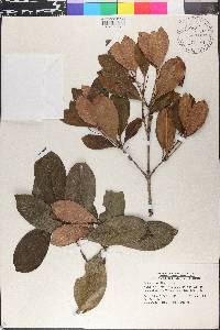 Eugenia brasiliensis image