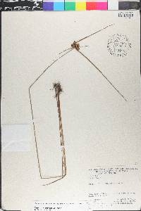 Cyperus meridionalis image
