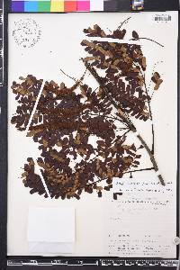 Stryphnodendron guianense image