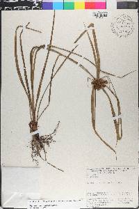Cyperus meridionalis image