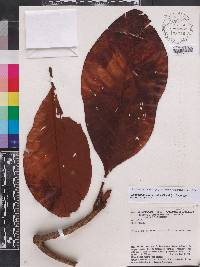 Cinchonopsis amazonica image