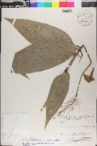 Parodiolyra micrantha image