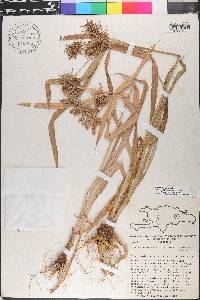 Cyperus strongii image