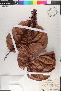 Coccoloba rugosa image