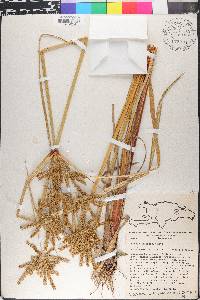Cyperus imbricatus image