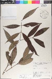 Eugenia egensis image