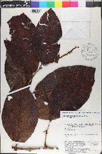 Coccoloba ascendens image
