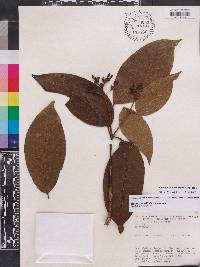 Rudgea sclerocalyx image