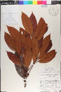 Pouteria cuspidata image