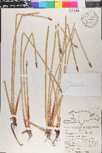 Eleocharis interstincta image