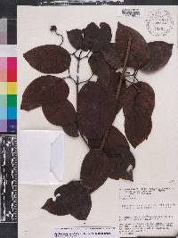 Bignonia aequinoctialis image