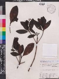 Couma utilis image