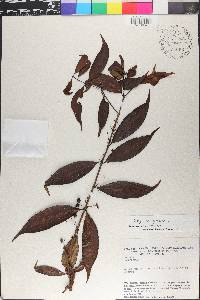 Eugenia egensis image