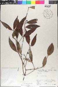 Eugenia egensis image