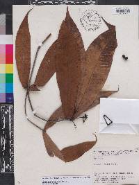 Ixora acuminatissima image
