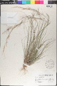 Aristida adscensionis image