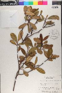 Cleyera albopunctata image