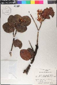 Eugenia borinquensis image