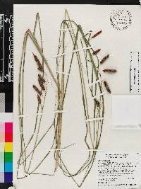 Carex glaucescens image