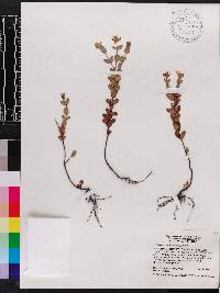 Hypericum tetrapetalum image