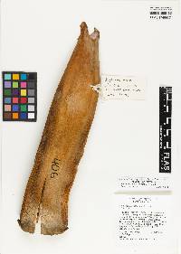 Roystonea regia image