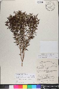 Miconia gracilifolia image