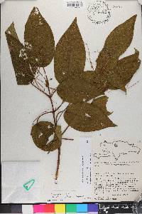 Miconia hispaniolica image