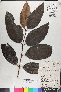 Miconia pyrifolia image