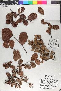 Coccoloba pauciflora image