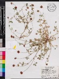 Trifolium carolinianum image