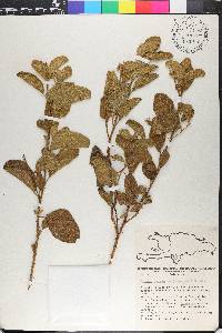 Solanum aculeatum image