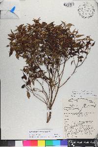 Miconia miguelfuertesii image