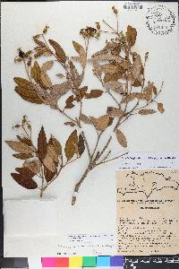 Miconia longicollis image