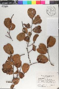 Coccoloba costata image