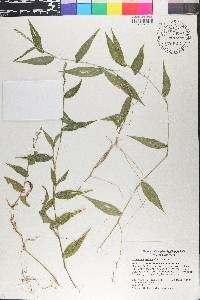Ichnanthus pallens image