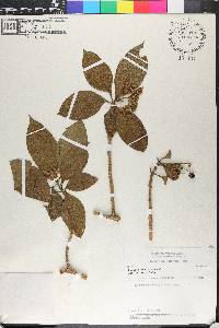 Solanum rugosum image