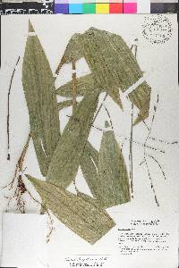 Pharus lappulaceus image