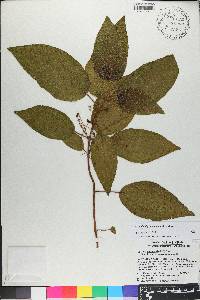 Miconia hispaniolica image