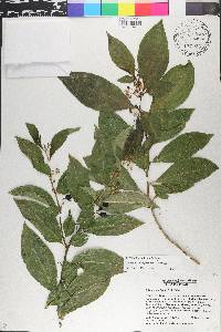 Solanum nudum image
