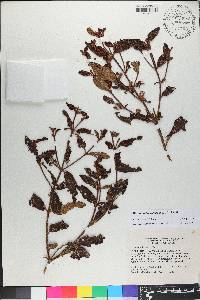 Miconia rubrisetulosa image