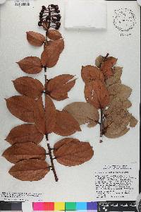 Vaccinium racemosum image