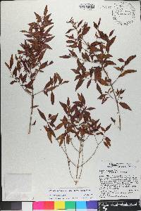 Miconia portoricensis image