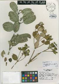 Meriania parvifolia image