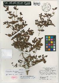 Miconia formonensis image