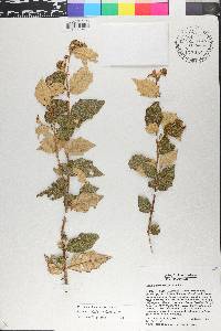 Solanum crotonoides image